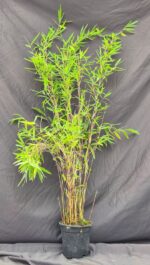 Bambou Fargesia Nitida Black Pearl 2,5L – plante en pot de 100 cm de hauteur