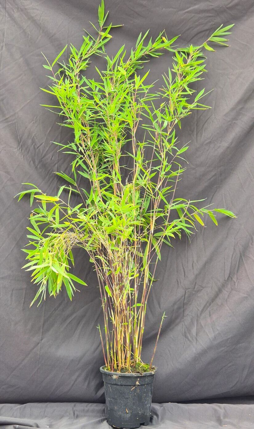 Bambou Fargesia Nitida Black Pearl 2,5L – plante en pot de 100 cm de hauteur