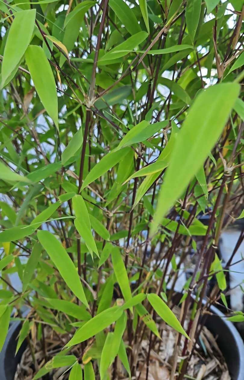 Fargesia Nitida Black Pearl