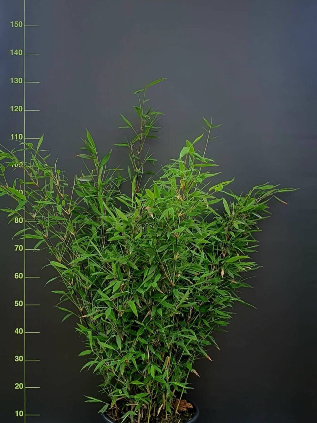 Fargesia Nitida Black Pearl 200+ cm en pot 15L, bambou non envahissant idéal haie et jardin ombragé