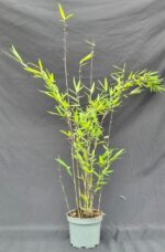 Fargesia Nitida Black Pearl bambou en pot 2L, hauteur 50 cm, feuillage dense et tiges noires