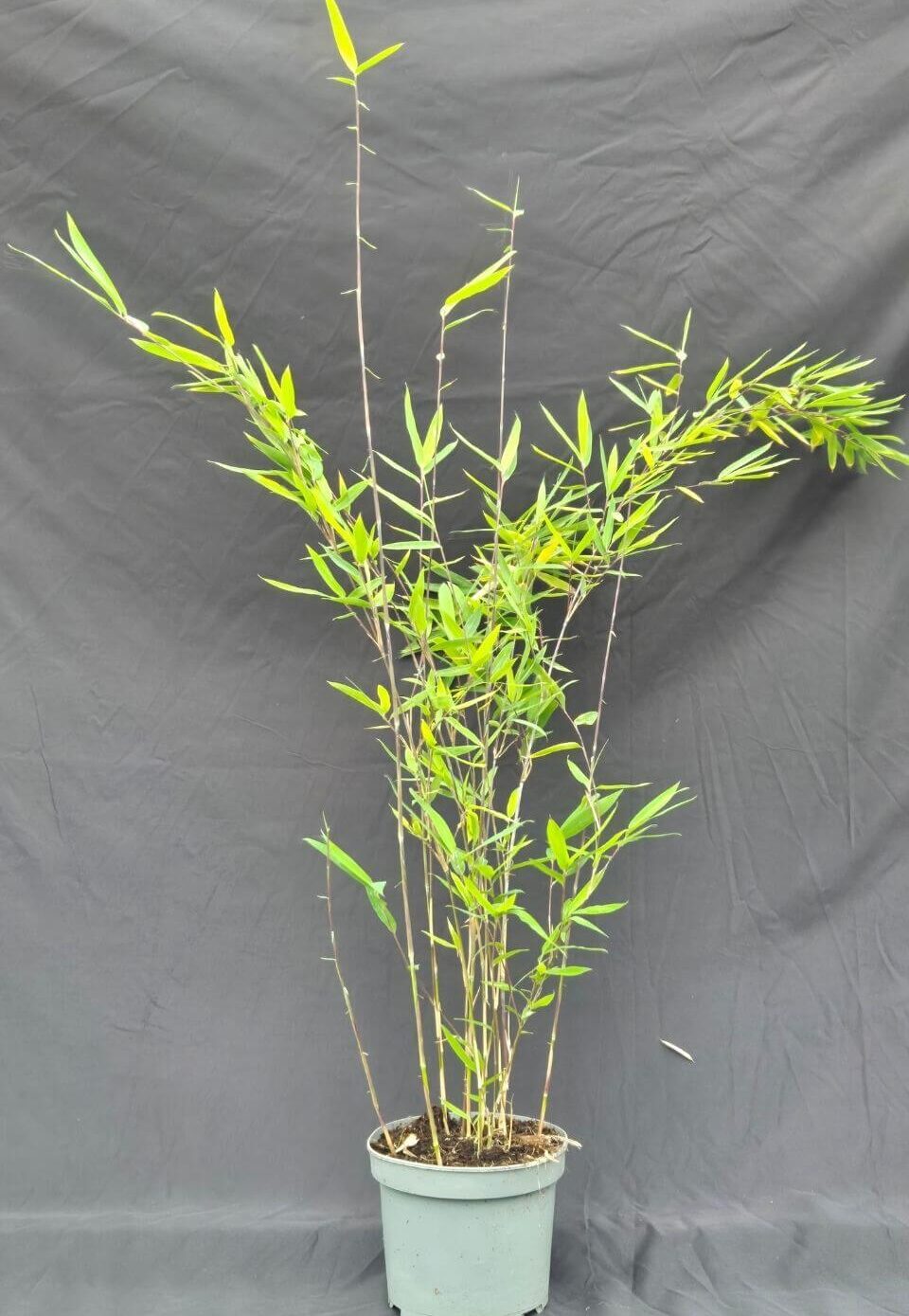 Fargesia Nitida Black Pearl bambou en pot 2L, hauteur 50 cm, feuillage dense et tiges noires