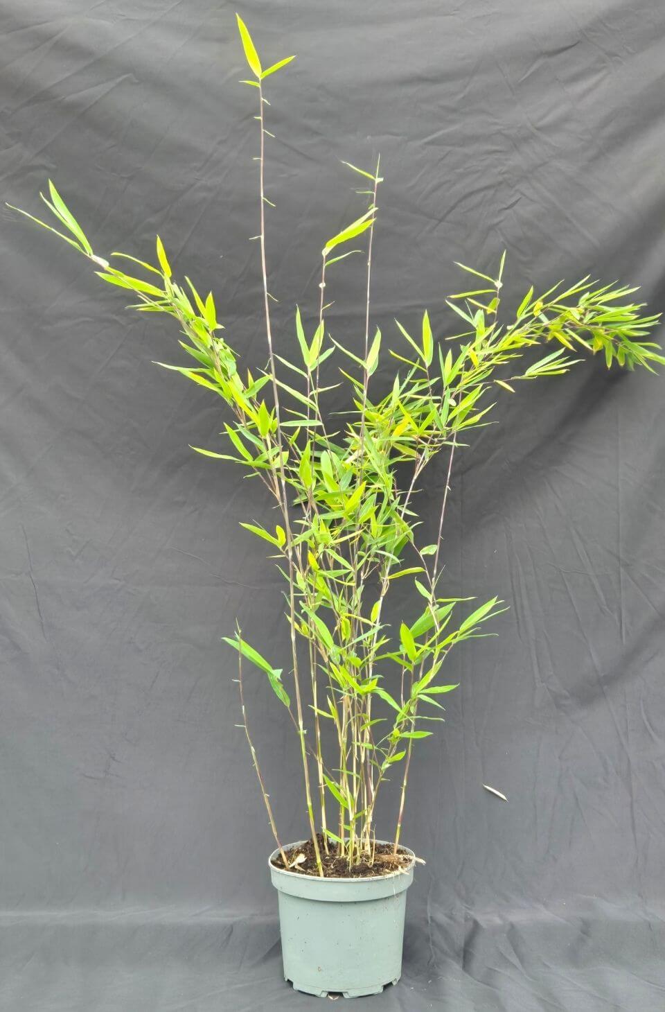 Nitida Black Pearl Bambou 2L – 50+ cm