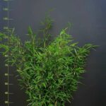 Fargesia Nitida Black Pearl (Haie de Bambou) 15L - 150+cm