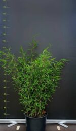 Fargesia Nitida Black Pearl plante de bambou 15L 175cm, bambou non-traçant en pot