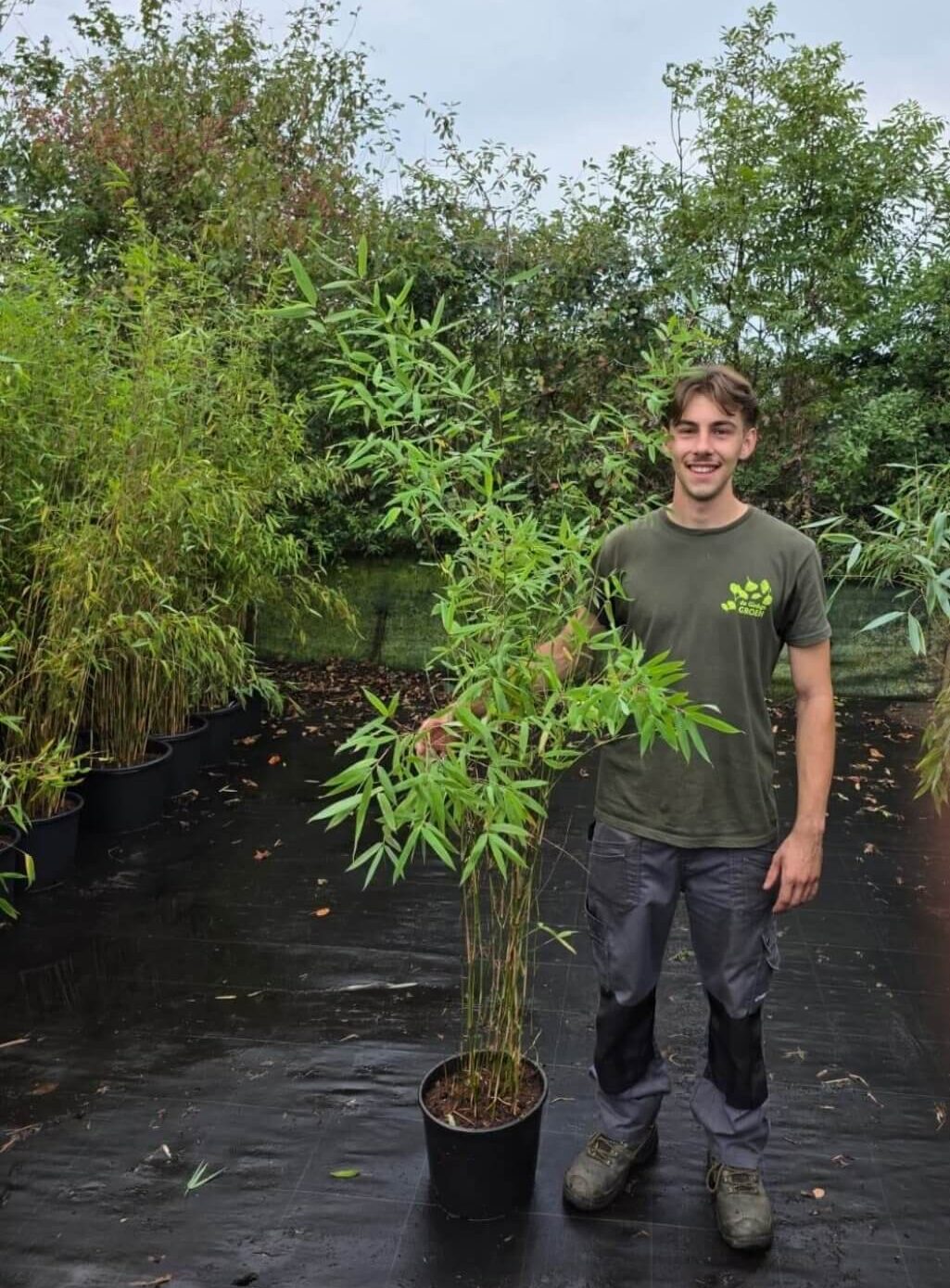 Fargesia Nitida Obelisk 10L bambou en pot de culture 10 litres, hauteur 150+ cm