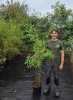 Fargesia Nitida Obelisk 10L bambou en pot de culture 10 litres, hauteur 150+ cm