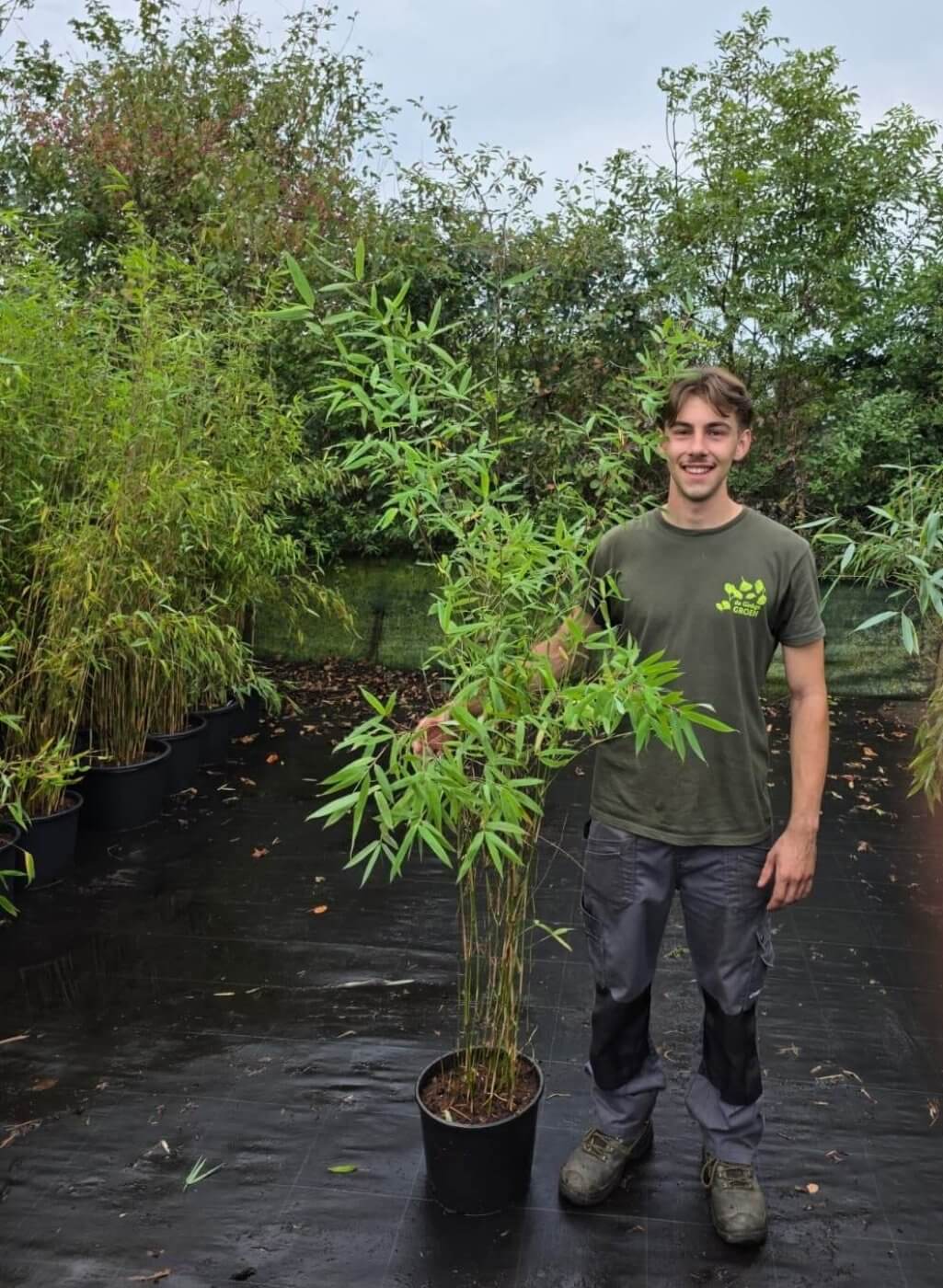 Fargesia Nitida Obelisk 10L – 150+ cm