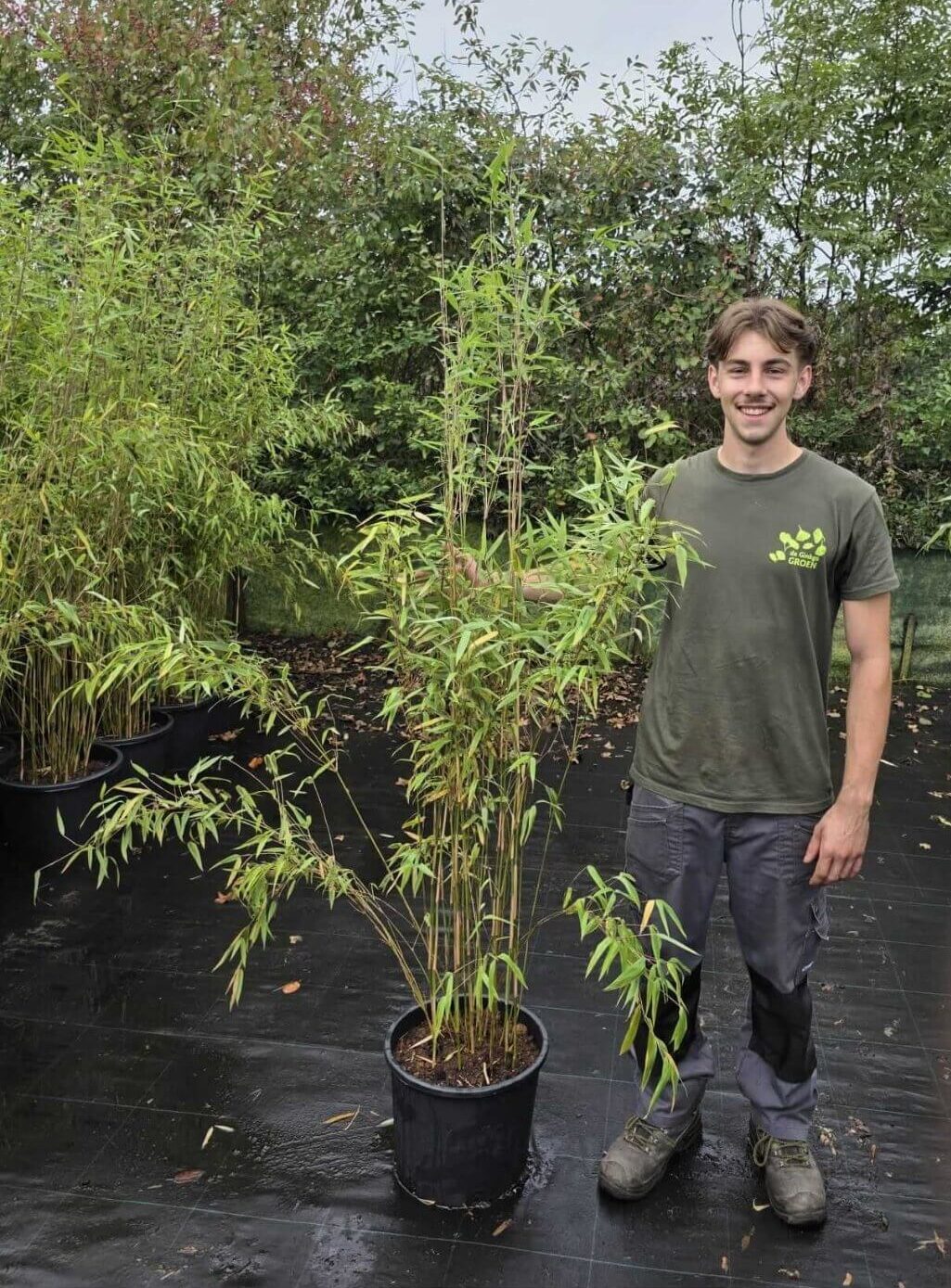 Fargesia Nitida Obelisk 15L – bambou non-traçant en pot de culture de 15 litres, hauteur 175 cm ou plus