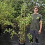 Fargesia Nitida Obelisk 15L - 175+ cm
