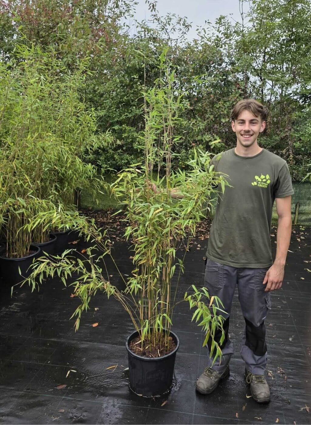 Fargesia Nitida Obelisk 15L – 175+ cm