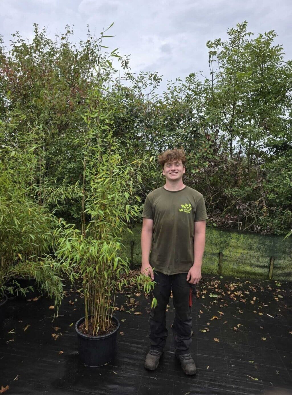 Fargesia Nitida Obelisk 25L – bambou non-traçant en pot de 25 litres, hauteur 200 cm et plus.