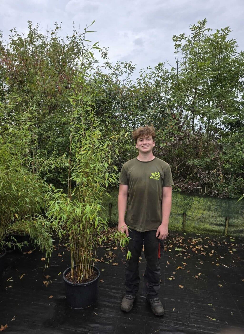 Fargesia Nitida Obelisk 25L – 200+ cm