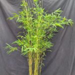 Fargesia Nitida 'Obelisk' 5,5L – 125+ cm