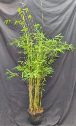 Fargesia Nitida Obelisk bambou en pot 5,5L, hauteur 125+ cm, feuillage dense et élégant.