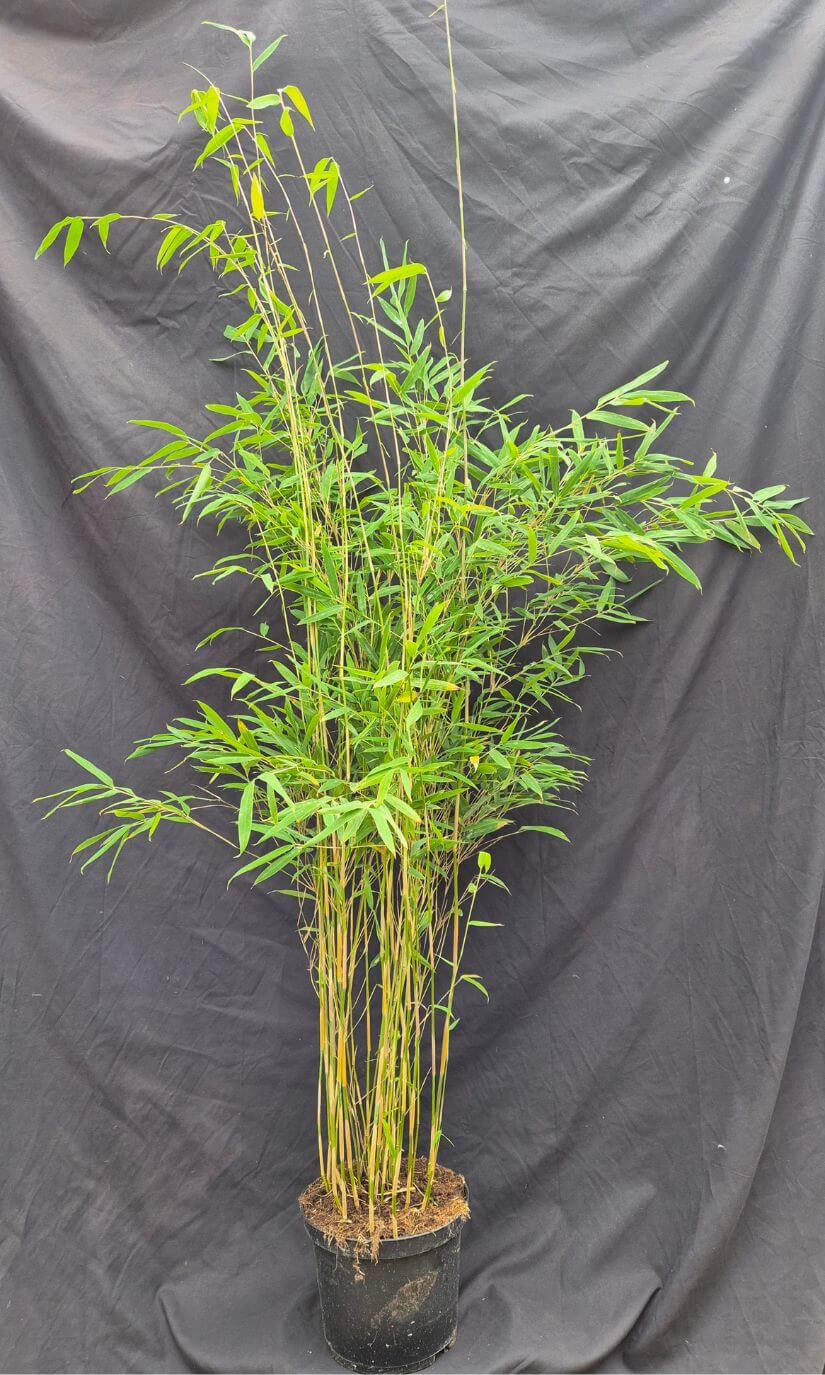 Fargesia Nitida ‘Obelisk’ 5,5L – 125+ cm