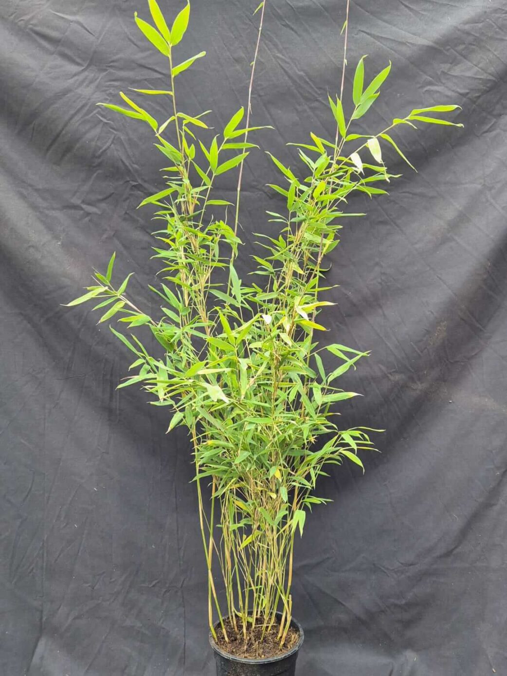 Fargesia Nitida Obelisk bambou en pot de 5,5L, présenté en trois hauteurs différentes de 75 à 125 cm.