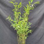 Fargesia Nitida 'Obelisk' 5.5L – 75+ cm