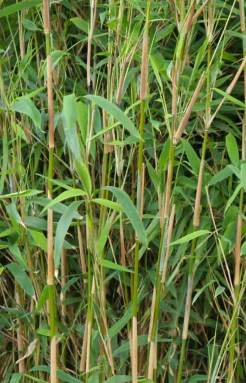 Fargesia Nitida Obelisk