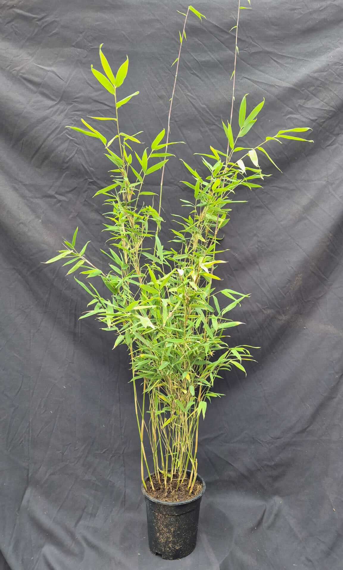 Fargesia ‘Obelisk’ 2,5L – 75+ cm