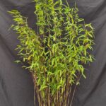 Fargesia Nitida Volcano Bambou non traçant - Pot 2,5L - 100+ cm