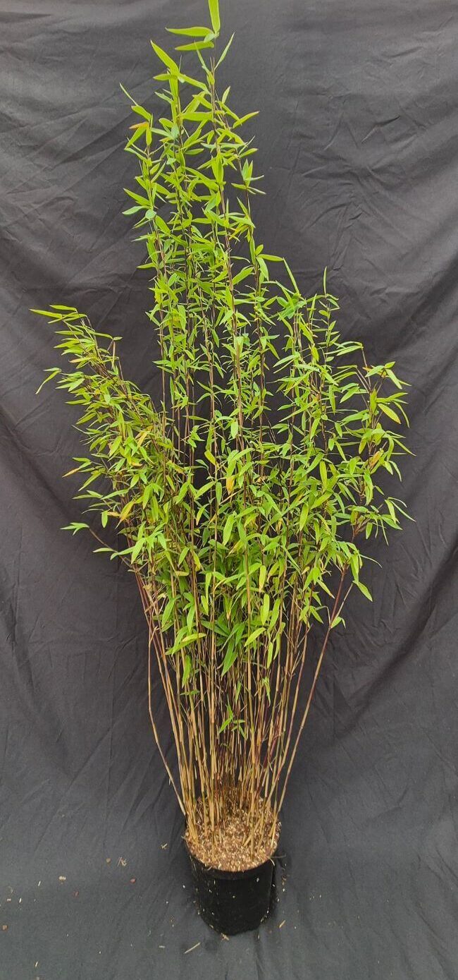 Fargesia Nitida Volcano bambou non traçant en pot 2,5L, hauteur 100+ cm, idéal pour haie et jardin