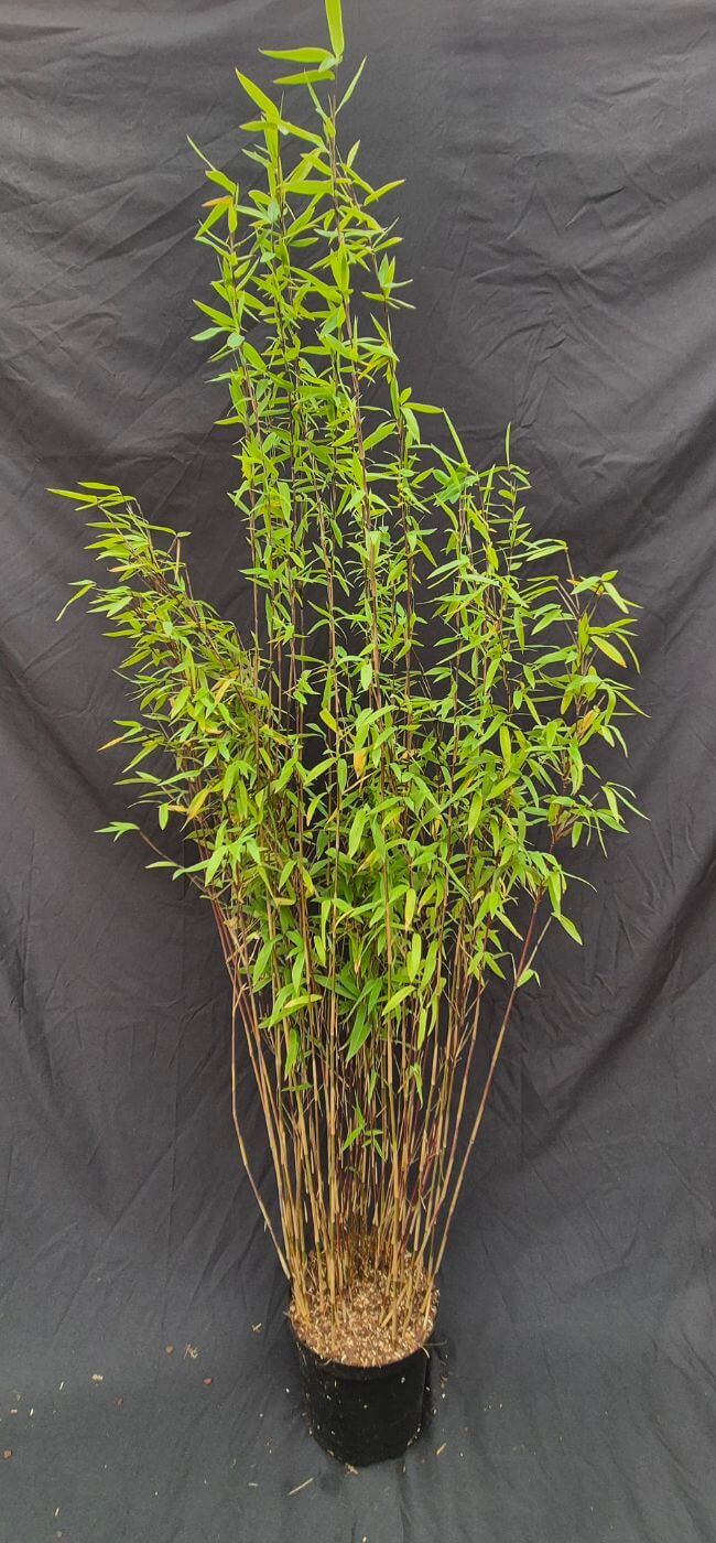 Fargesia Nitida Volcano Bambou non traçant – Pot 2,5L – 100+ cm