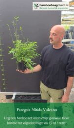 Fargesia Nitida Volcano bambou non traçant – vidéo de présentation, croissance et entretien au jardin