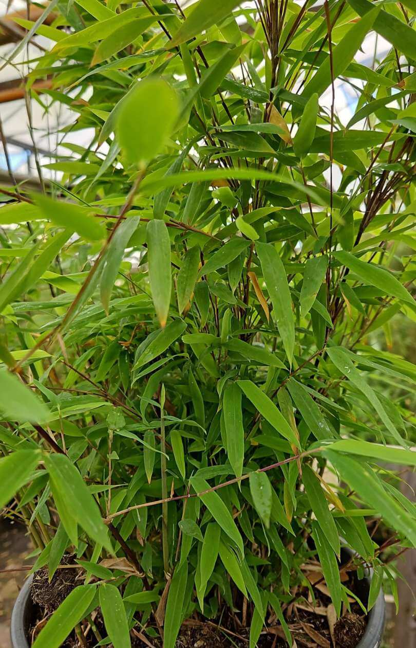 Fargesia Nitida Volcano