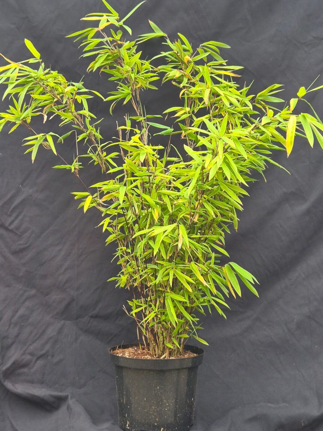 Fargesia Nitida Volcano bambou en pot 2,5L hauteur 50 cm, petite plante de bambou non traçant