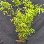 Fargesia Nitida Volcano - Plant de Bambou - Pot de culture 2,5L - 50+ cm