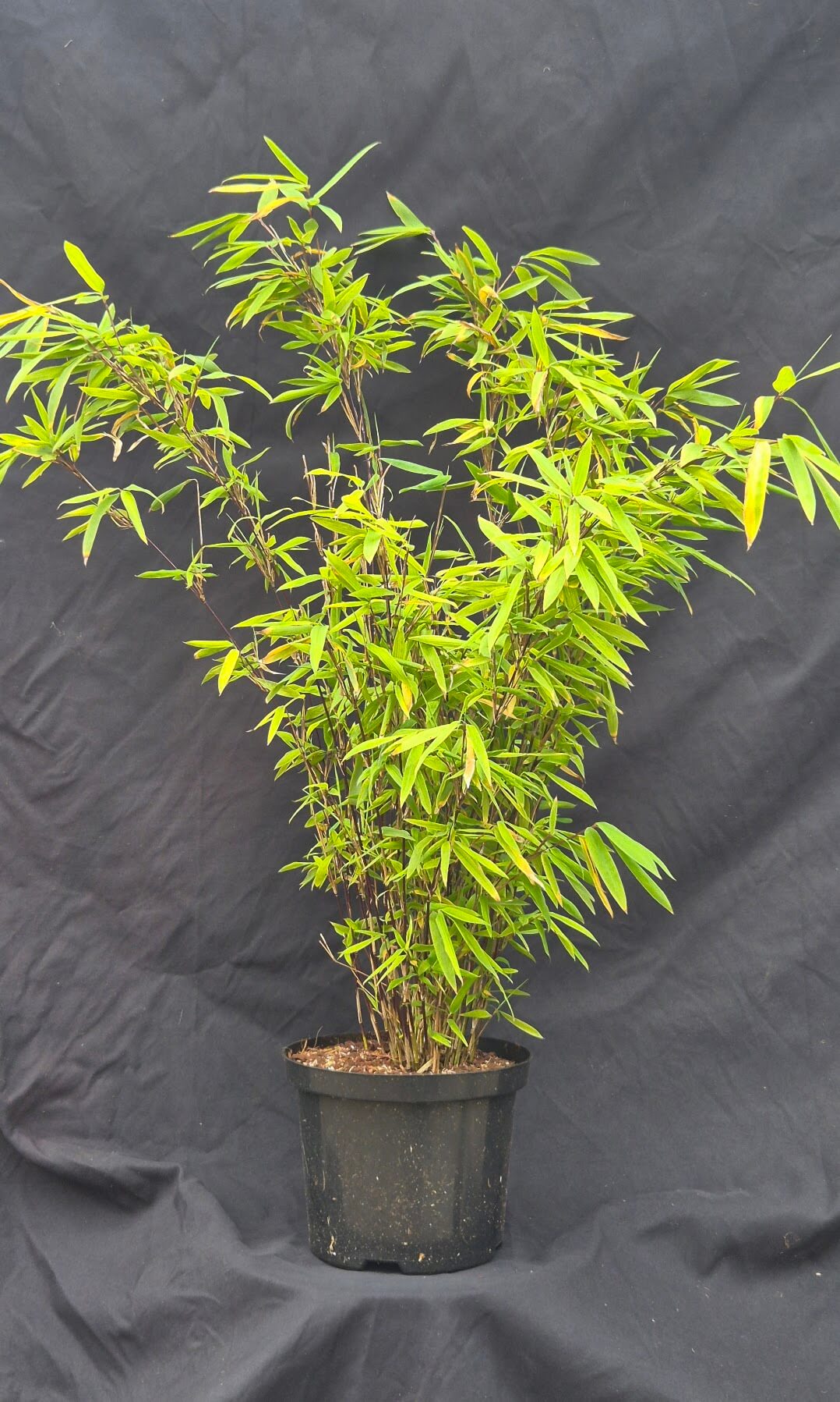 Fargesia Nitida Volcano – Plant de Bambou – Pot de culture 2,5L – 50+ cm