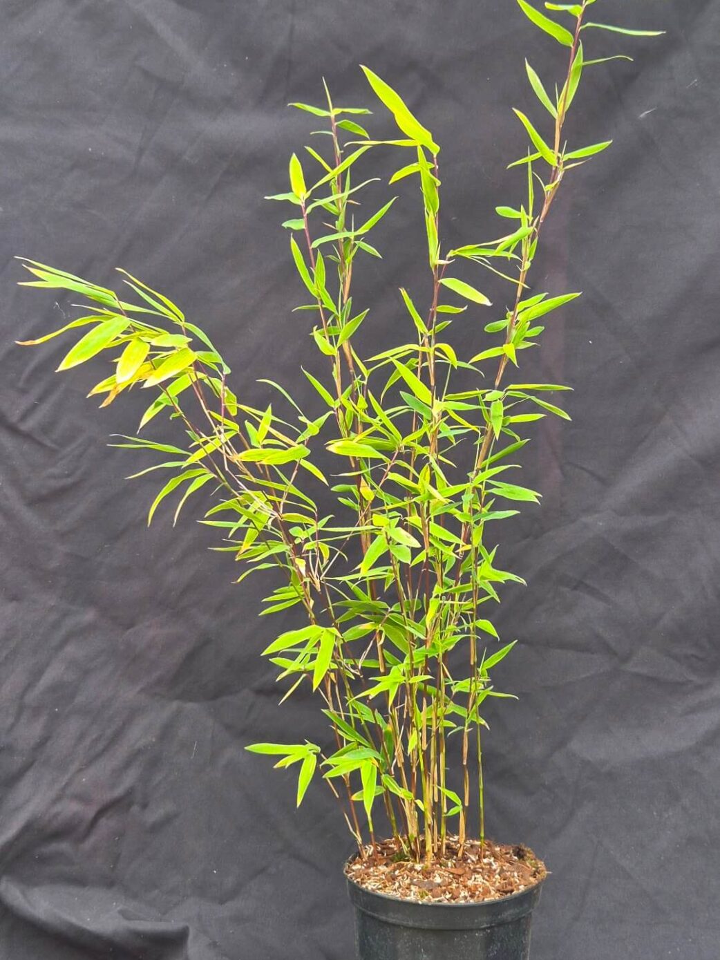 Fargesia Nitida Volcano lot de 8 plantes de bambou en pot de culture 1L livrées en boîte.