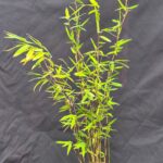 Fargesia Nitida Volcano - Plant de Bambou - Lot de 8 - Pot de culture 1L - 25+ cm