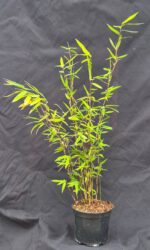 Fargesia Nitida Volcano lot de 8 plantes de bambou en pot de culture 1L livrées en boîte.