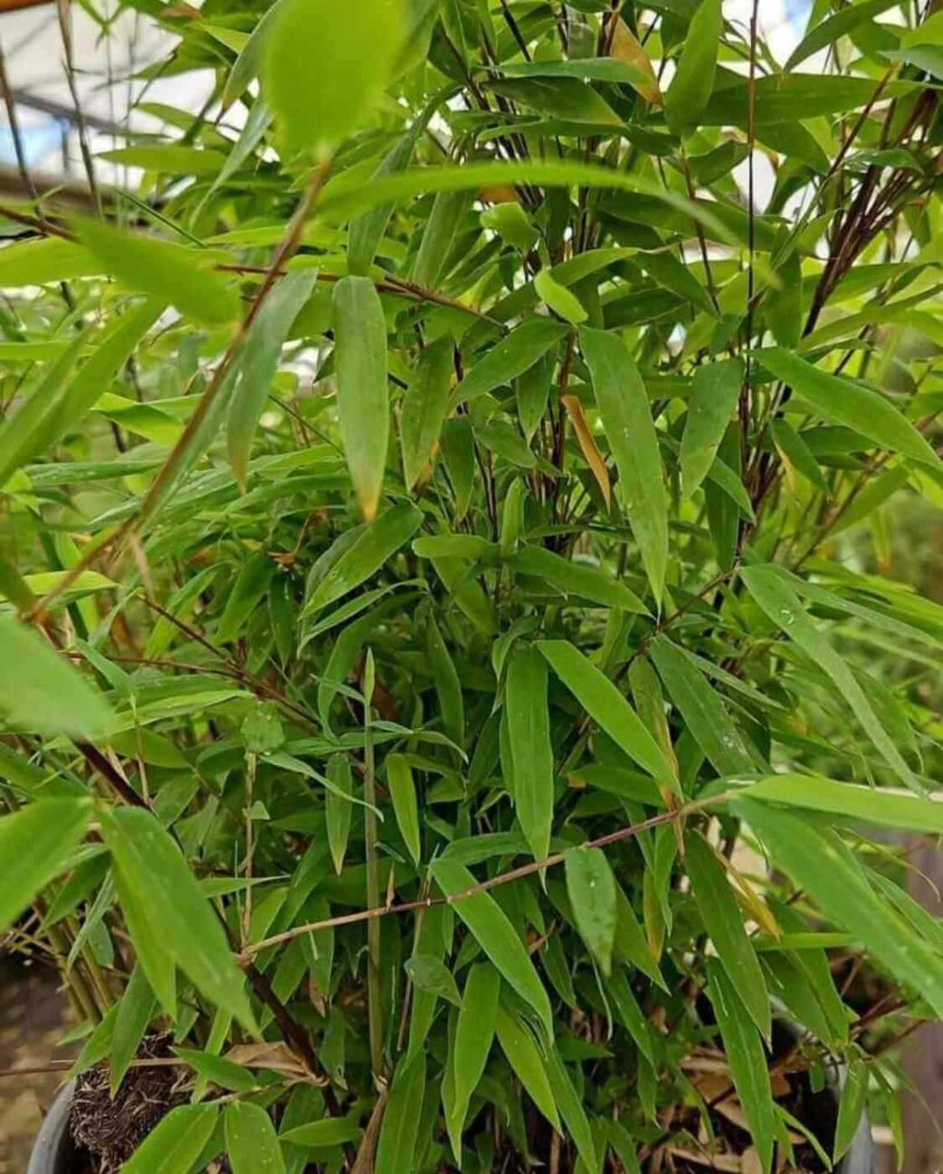 Gros plan sur un plant de bambou Fargesia Nitida Volcano avec tiges et feuilles caractéristiques.