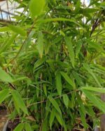 Gros plan sur un plant de bambou Fargesia Nitida Volcano avec tiges et feuilles caractéristiques.