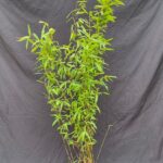 Fargesia Nitida Volcano - Bambou - Pot 2,5L - 75+ cm