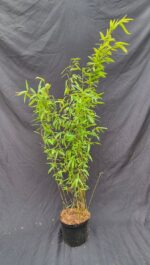 Fargesia Nitida Volcano bambou non-envahissant en pot 2,5L, hauteur 75+ cm, feuillage élégant