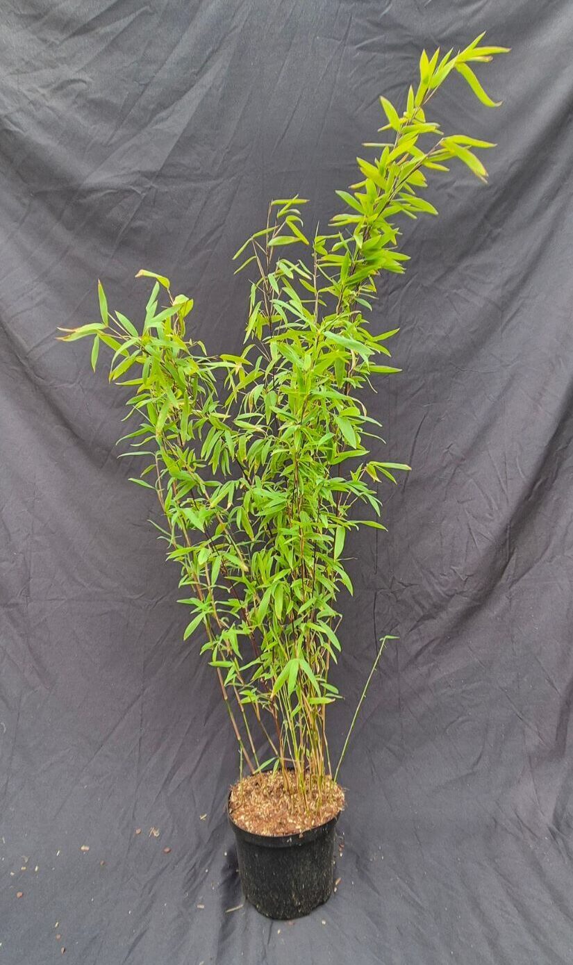 Fargesia Nitida Volcano bambou non-envahissant en pot 2,5L, hauteur 75+ cm, feuillage élégant