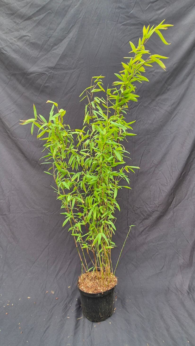 Fargesia Nitida Volcano – Bambou – Pot 2,5L – 75+ cm