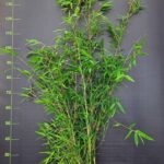 Fargesia Nitida Winter Joy 10L - 100+ cm