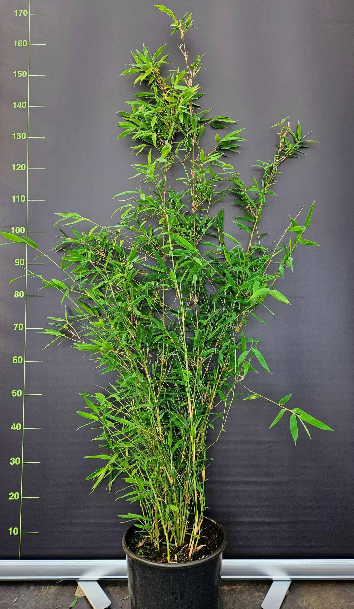 Fargesia Nitida Winter Joy 10L – 100+ cm