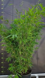 Fargesia Nitida Winter Joy 20L 175cm – bambou non traçant en pot pour jardin et terrasse