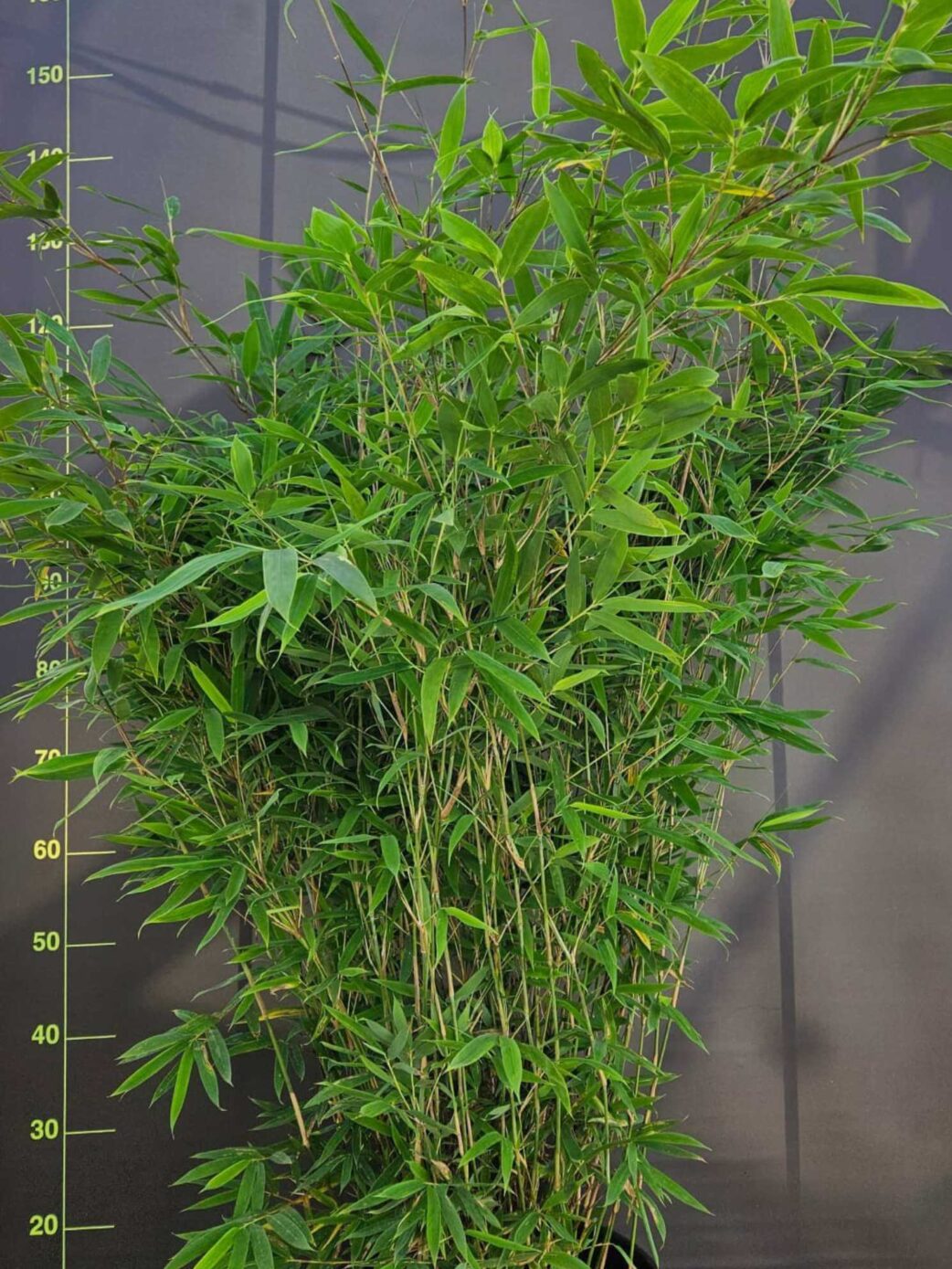 Fargesia Nitida Winter Joy 25L bambou non-traçant 200 cm en pot, idéal pour haie et jardin