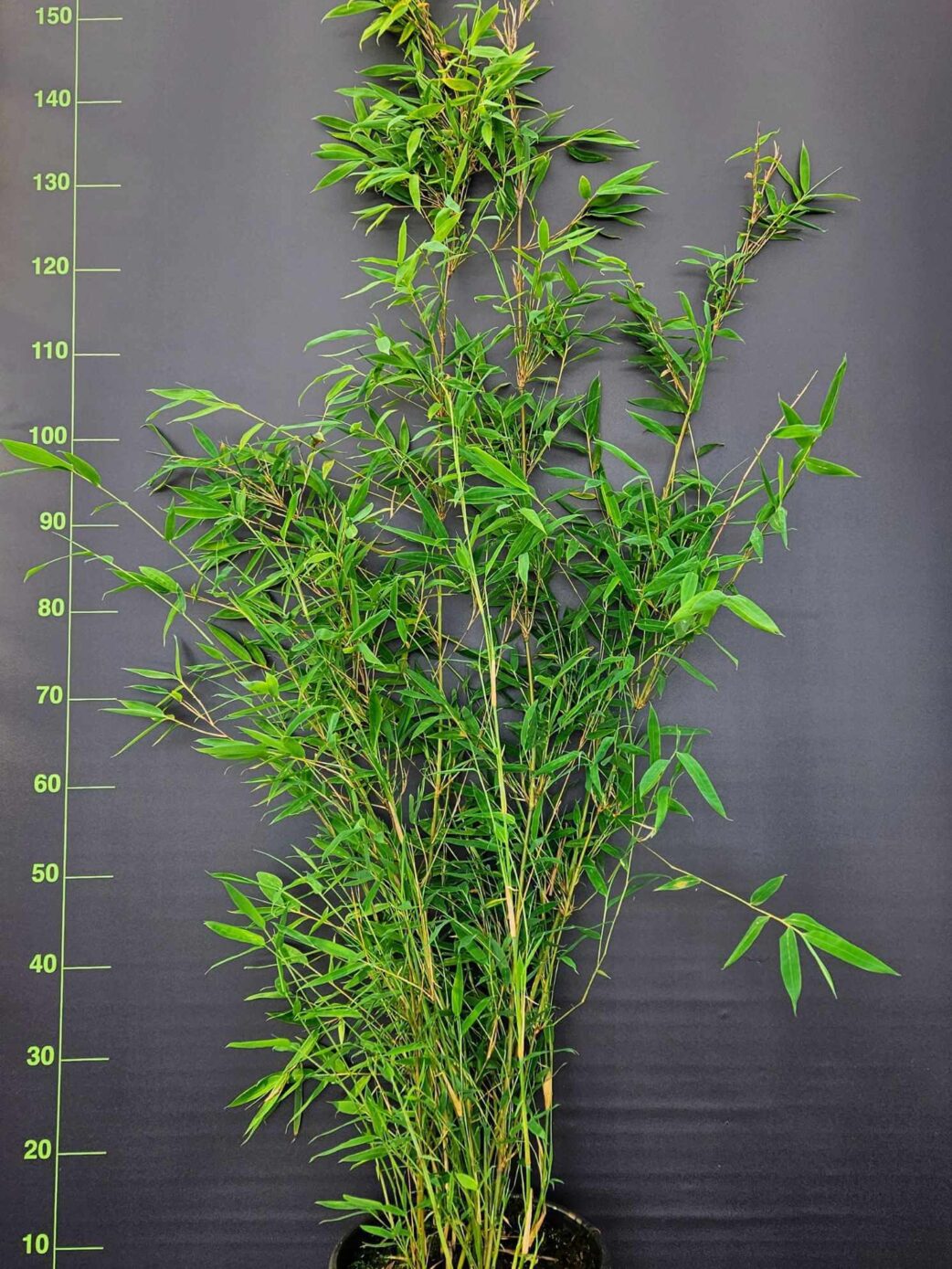 Fargesia Nitida Winter Joy bambou 10L 125-150 cm en pot, haie non traçante