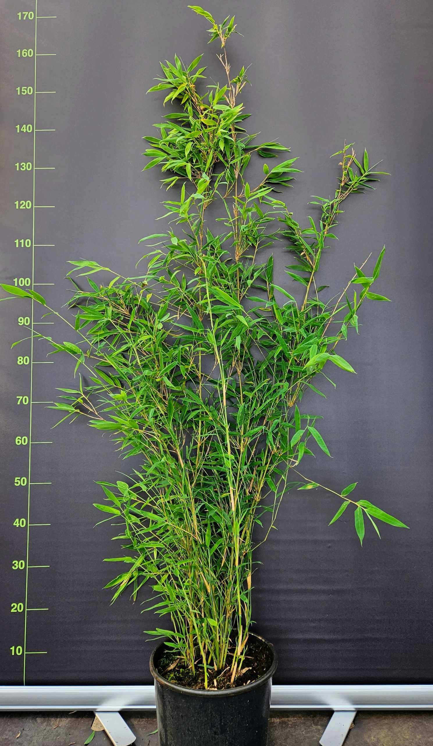 Fargesia Nitida Winter Joy 10L – 125+ cm