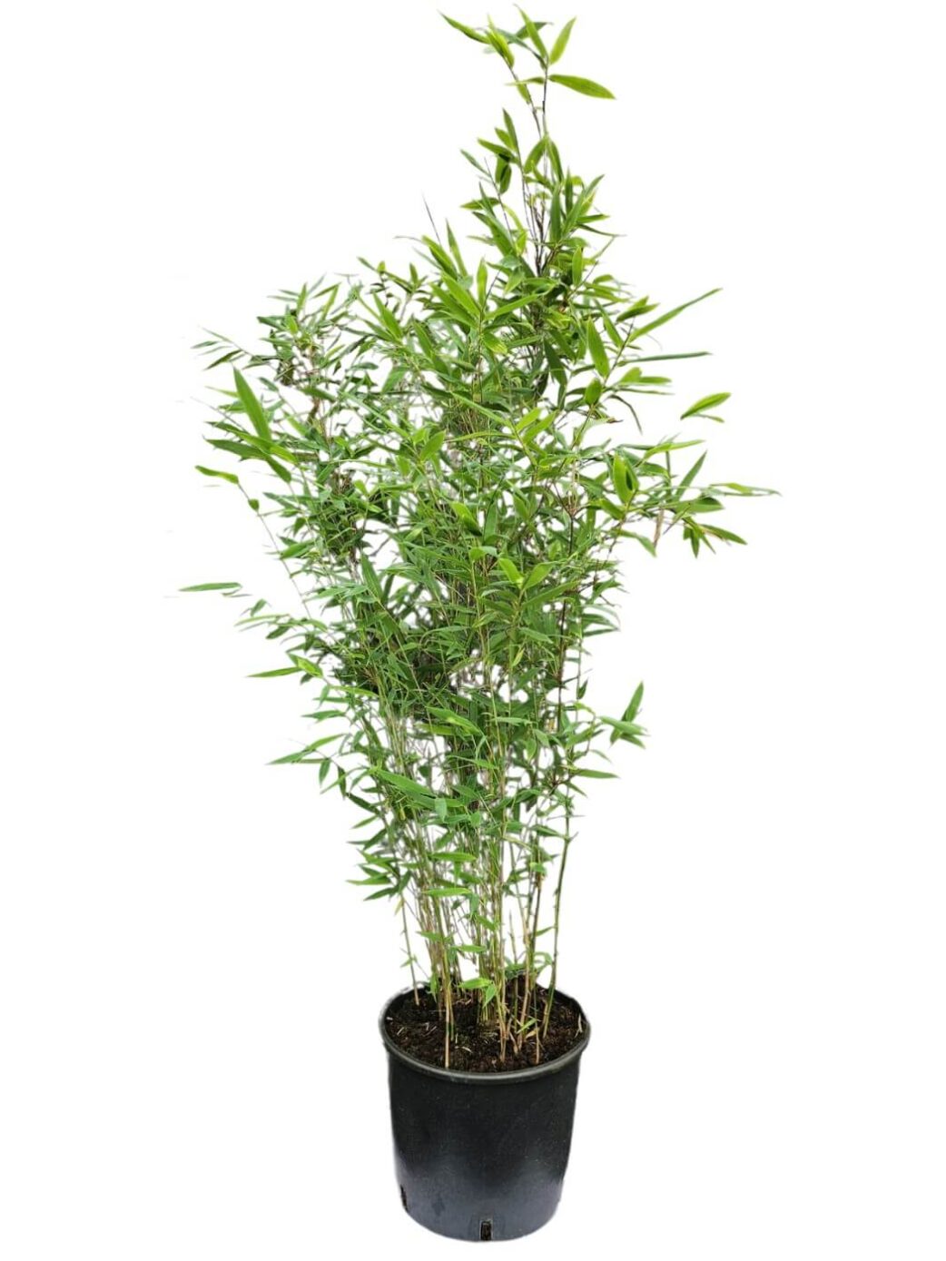 Fargesia Nitida Winter Joy bambou 10 litres 150 cm de hauteur, pot grande taille