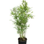 Fargesia Nitida Winter Joy 10L - 150+ cm