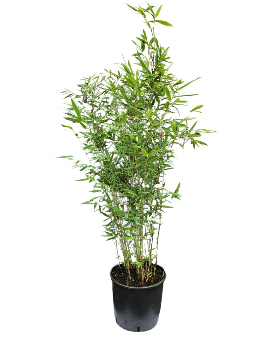 Fargesia Nitida Winter Joy 10L – 150+ cm